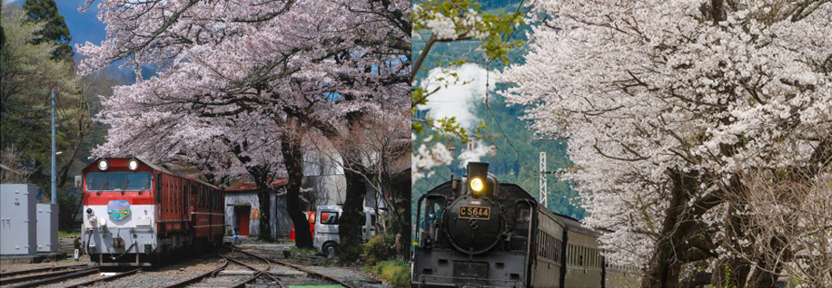 南アルプスあぷとライン全線乗車と川根両国 家山の桜鑑賞 大井川鐵道 公式