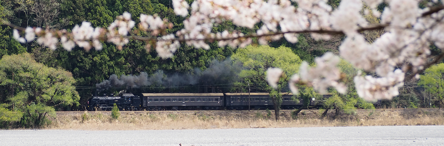 大井川鐵道沿線の桜 大井川鐵道 公式