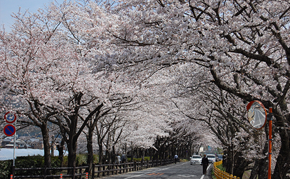 大井川鐵道沿線の桜 大井川鐵道 公式