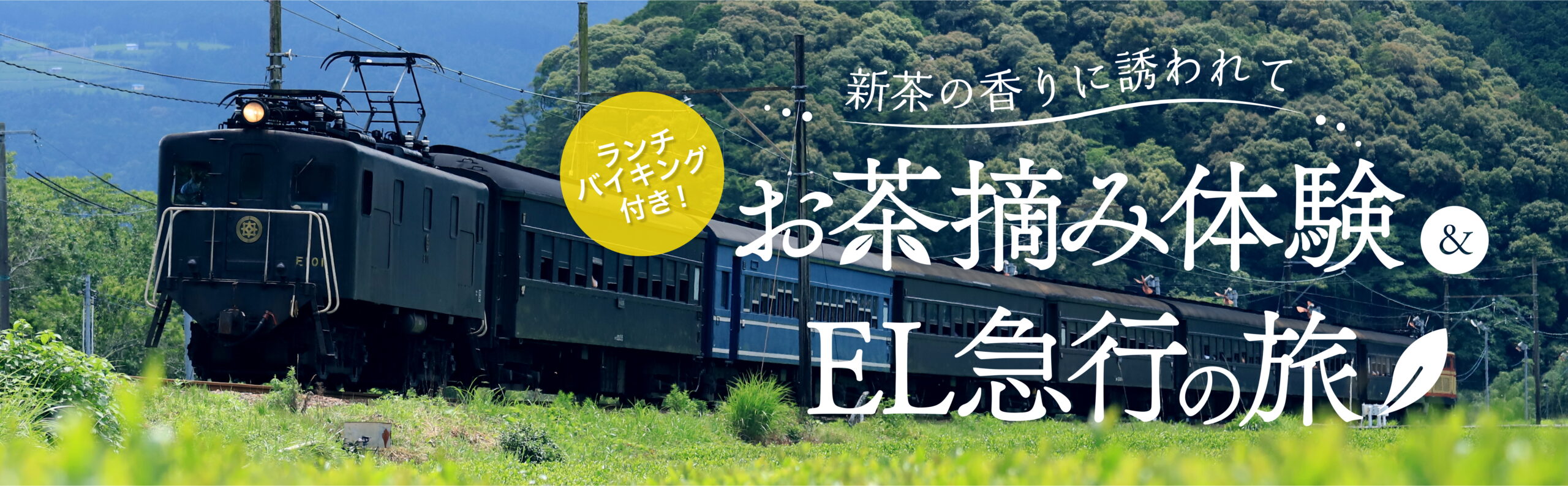 新茶の香りに誘われて お茶摘み体験 El急行の旅 募集中 大井川鐵道 公式