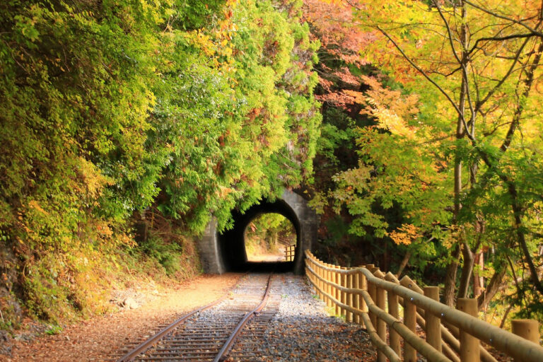紅葉に包まれた廃線小路の線路とトンネル