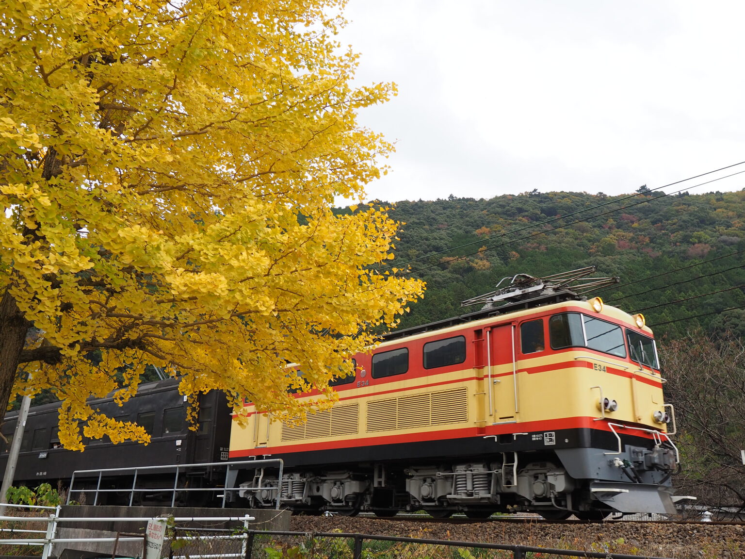 黄色く色づいたイチョウとEL急行の電気機関車