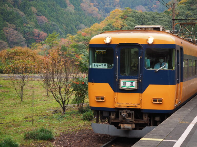 紅葉の山あいを走る大井川本線の普通電車