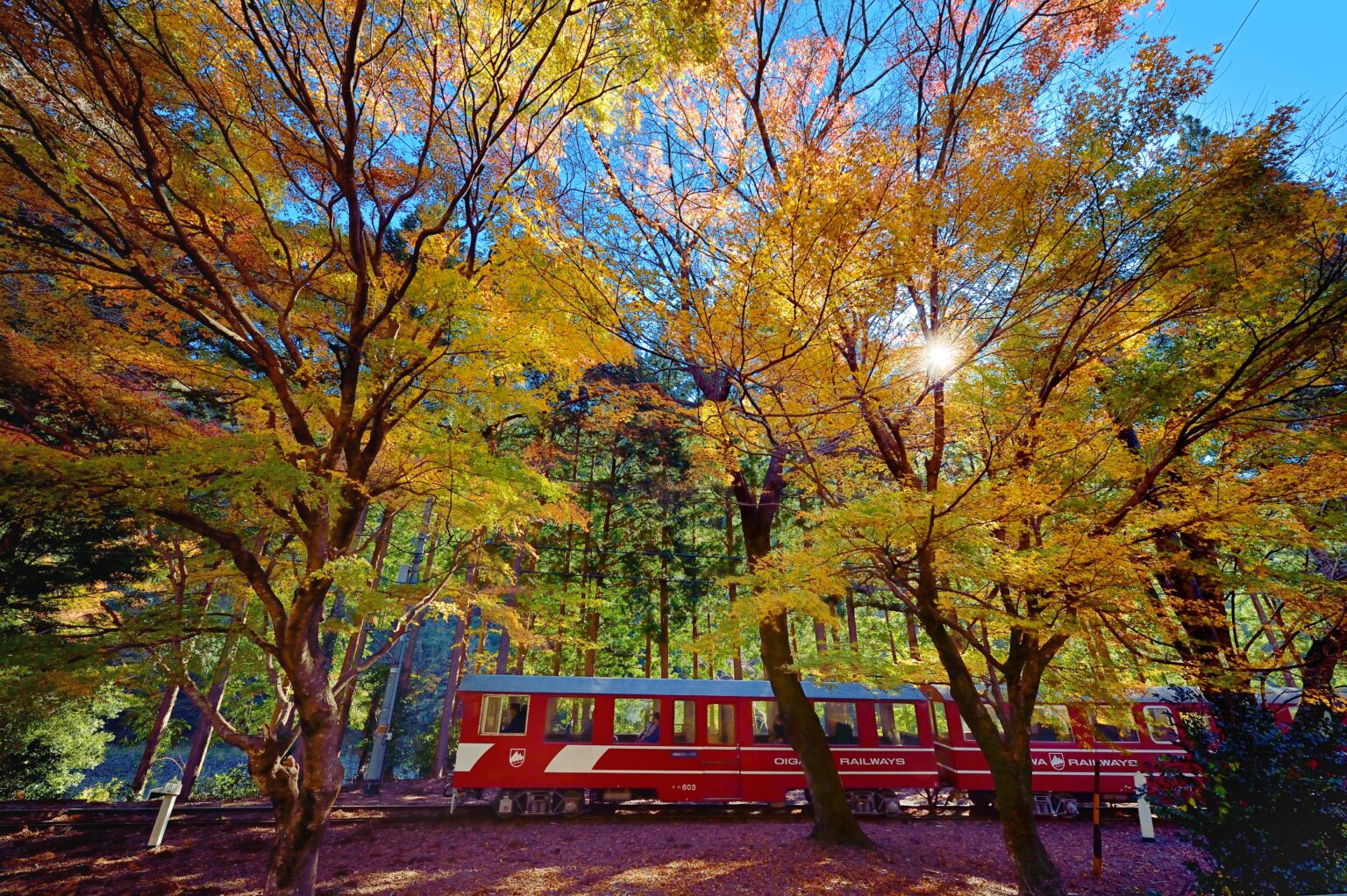 紅葉に包まれて走る南アルプスあぷとライン